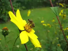 梦境中的蜜蜂群，探寻蜜蜂精神与生命的奥秘，梦见好多蜜蜂