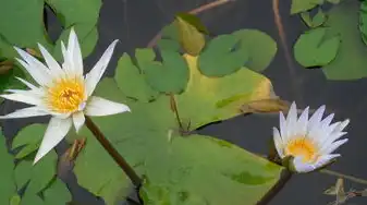 莲花之韵，五行中蕴含的和谐之美，莲花的五行