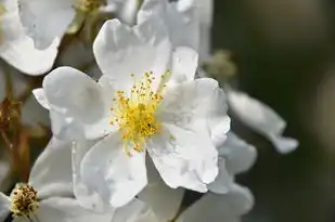 孕妇梦见花椒，揭秘梦境中的寓意与象征，孕妇梦见花椒是什么意思