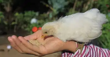 梦见鸡狗打架，揭秘梦境中的动物冲突及其象征意义，梦见鸡狗打架