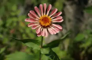 处女座典型特点，细致入微，精益求精，处女座典型特点