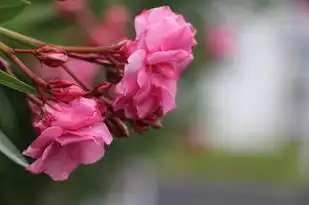 射手座性格分析，探索自由与冒险的灵魂，射手座性格分析