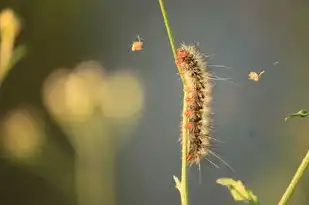 竹在五行中的属性，探究竹之五行归属，竹在五行中属什么