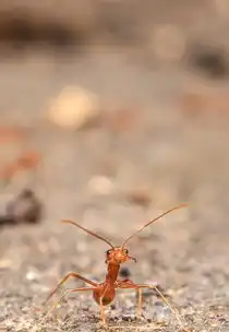 风的呼唤与梦境的启示——梦见风吹开门，梦见风吹开门