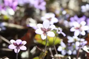 梦中绚烂的大花，梦见很大花