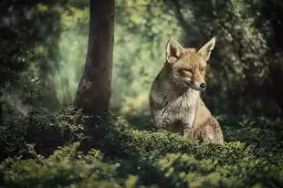 狐与五行，古老传说中的神秘交融，狐 五行