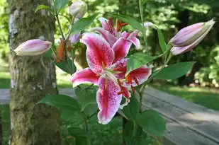 处女座今日运势揭秘，财运如何，揭秘运势奥秘！，处女座今日运势查询财运