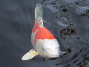 天蝎座性格特点全面剖析，神秘魅力的深层次解读，天蝎座性格特点全面分析