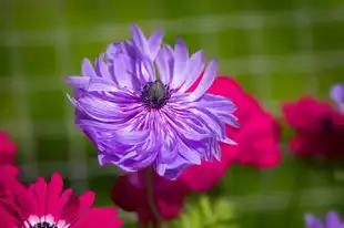 揭秘4月8号白羊座农历生日，探寻神秘星象的古老智慧，4月8号白羊座农历生日是多少号