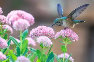 梦境中的绿色交响曲，植物与鸟儿的和谐共鸣，梦见植物鸟