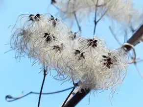 属虎巨蟹座性格，矛盾与和谐的完美结合，属虎巨蟹座性格