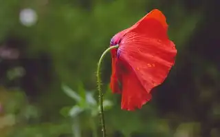 双子座，夜晚的变革者与白日的梦想家，双子座