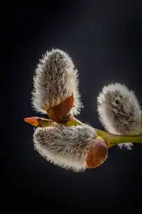 白羊座与狮子座的碰撞，合与不合的火花，白羊座和狮子座合不合