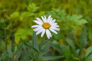 水瓶座，揭秘这个神秘星象的独特魅力与个性特点，水瓶座什么特点