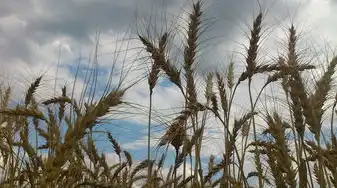 梦见一大堆小麦粒，梦见一大堆小麦粒