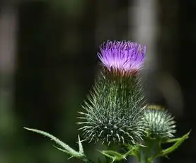 群星射手座，璀璨的星座魅力解析，群星射手座的特点