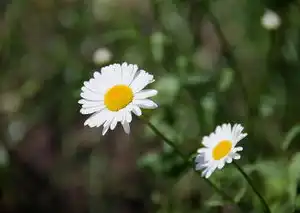 梦与爱，一场心灵的邂逅，梦见爱