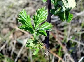 梦见生豆芽，神秘梦境的深层寓意，梦见生豆芽是什么意思