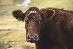 2015年龙女每月运势详解，吉祥如意，好运连连，2015年龙女每月运势