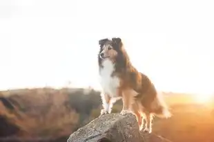 生肖狗的五行属性与人生智慧，生肖狗五行属