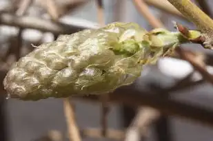 梦境中的新生，梦见植物长新芽，梦见植物长新芽