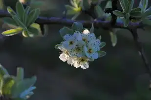 24年巨蟹座运势桃花，运势旺旺，爱情甜蜜来袭！，24年巨蟹座运势桃花