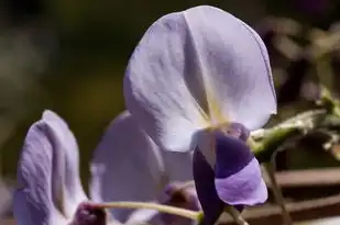 梦见花根部腐烂，潜藏的心灵警示，梦见花根部腐烂