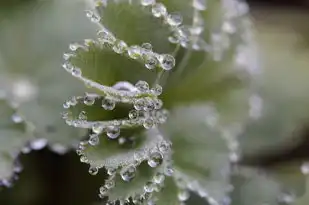 荣五行属水，揭秘水元素的独特魅力，荣五行属水