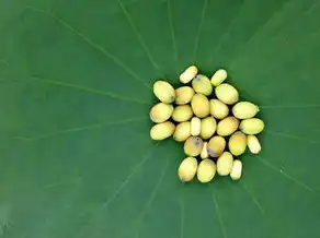 莲子的五行奥秘，莲子的五行