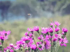 梦见挖花回家种，一场关于梦想与希望的奇妙旅程，梦见挖花回家种