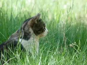 猫石对话，揭秘每月运势的神秘密码，猫石对话每月运势