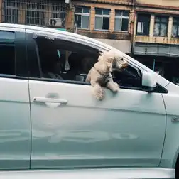 梦见买了两辆新车，梦见买了两辆新车