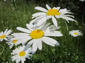 梦见菊花盛开，梦见菊花开的很漂亮