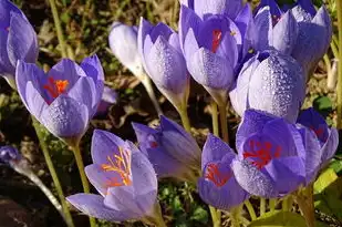 双子座，神秘的五月花海中绽放的二月份诞生者，双子座是几月份生日