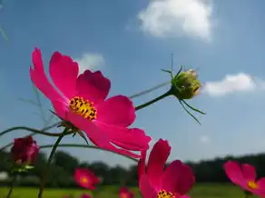 梦见格桑花，探寻藏地文化中的神秘之花，梦见格桑花