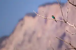 巳月的五行，探索古代智慧中的奥秘，巳月的五行