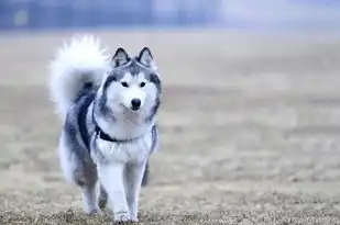 五行智慧下的犬类守护，探寻狗与五行之间的神秘联系，狗与五行