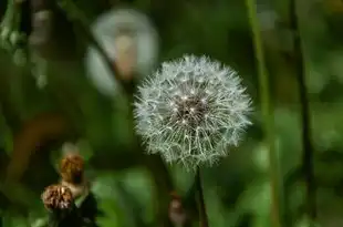 五行寓意的智慧，探寻自然与人生的和谐之道，五行寓意