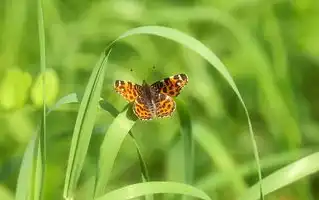 梦见公鸡追着啄我的奇妙幻想，梦见公鸡追着啄我