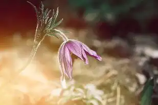 双子座女生与最配闺蜜星座——揭秘星座间的友情奥秘，双子座和什么座最配做闺蜜