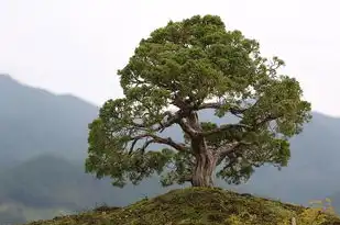 盆景艺术中的五行之道，和谐共生，意境盎然，盆景五行