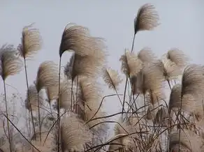 揭秘一生运势，测试你的命运轨迹，指引未来方向，测试一生运势