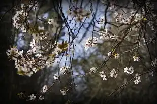 梦见梨花开，探寻梦境中的美好寓意，梦见梨花开是什么意思