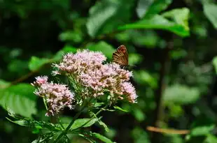 梦见龙虫，探寻梦境中的神秘意蕴，梦见龙虫