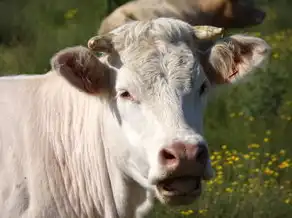 5月26日生肖牛运势，运势详解，收获满满的一天，5月26日生肖牛运势