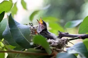 孕妇梦见一条小蛇，揭秘梦境中的神秘寓意，孕妇梦见一条小蛇