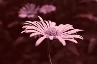 水墨映照处女座今日运势——探寻2024年的星辰轨迹，2024处女座今日运势查询水墨