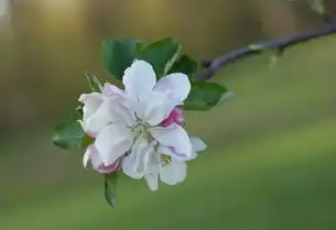 梦见大虫，梦见大虫