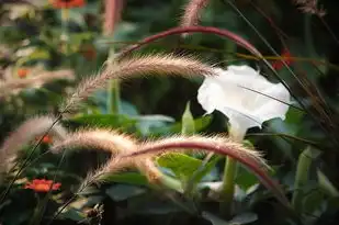 属牛11月出生的运势，稳健前行，收获满满，属牛11月出生的运势