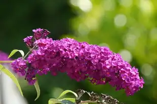 生肖运势5月9号运势，洞察天象，把握好运，生肖运势5月9号运势